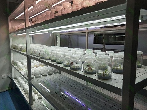 滨湖植物组织培养实验室设计建设方案